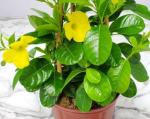 Oxygreenplant Mandevilla,Rocktrumpet,Tropical plant,climbing trumpet flower vine Healthy Live flower Plant