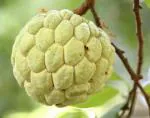 ONLINE PLANT BAZAR GOLDEN CUSTARD APPLE /SITA PHAL PLANT(PACK OF-1)