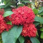 Online Plant Bazar Pink Ixora Dwarf Red Flower Live Plant