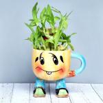 FlowerAura Decorative Two Layer Lucky Bamboo Live Indoor Plant With Cute Smiley Vase Pot For Living Room, Balcony, Table Corner, Office/Home Decoration