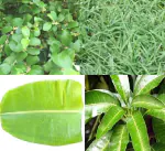 Odiplantz Mango Leaf's (5 Piece), Ber Leaf's, Banana Leaf's (5 Piece) and Doob Grass (Combo Pack) for Rituals (Puja)