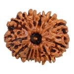 Feel Touch Mart 14 Mukhi Rudraksha Nepal Bead Original Certified Rare Fourteen Faced Rudraksha Genuine Silver Pendant & Thread Blessed by Lord Hanuman ji for Mala & Pooja