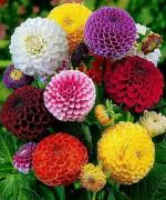 PARYAVARAAN Dahlia Mixed Colour Flower Seeds Hybrid F1 Seeds for Home Garden All Season (50 Seeds)