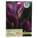 Kraft Seeds Zentedeschia Cala Lilly Flower Bulb (Pack of 1)