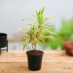 Cloud Farm Hybrid Song Of India Plant - 200 mm CF84