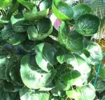 Plantzoin Shield aralia Plum aralia Balfour aralia Polyscias scutellaria Live Plant