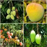 Cloud Farm Mango Plants Combo (Pack of 4)- Dasheri, Mallika, Badami and Kesari CF_1061