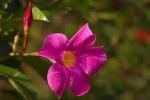 Baishnab Mandevilla PlantMandeville PlantMandevilla Deep Pink Flower Plant