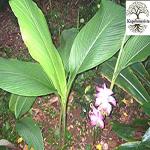 Kapebonavista Amba Haldi Ambe Halad Ambe Haladi Curcuma Amada Curcuma Amada White Turmeric Mango Ginger Living Plant