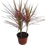 Ashokavanam Dracaena Colorama Plant