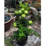 Oxygreenplant Yellow First Love Flower,Xanthostemon youngii,Crimson Penda,Red Penda Healthy flower Plant
