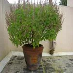 LilPlants Live Tulsi Plant (Holy Basil) Without Pot