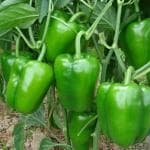 XOLDA Green Capsicum (shimla mirch) Seed (41 per packet)