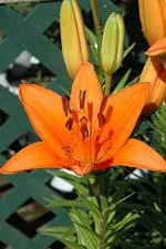 PARYAVARAAN Asiatic Lily Orange 