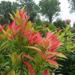 Online Plant Bazar Multicolor Syzygium Campanulatum, Christina Tree Live Plant-Sz02