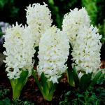 PARYAVARAAN Hyacinth 'White Pearl' Double White Rare Verity Flower Bulbs for Spring to Winter Season (Pack of 5 Bulbs)