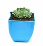 India Gardening Saraswati Kamal Echeveria Succulent Vastu Plant