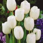 Kraft Seeds White Tulip Exotic Flower Bulb (Pack of 8)