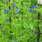 Kapebonavista Asian pigeonwings Butterfly Pea Clitoria ternatea Living Plant with Poly Bag