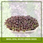 Farmgokart 500 Nos of BASIL OPAL Microgreen Seeds | Best Suitable For Terrace And Home Gardening