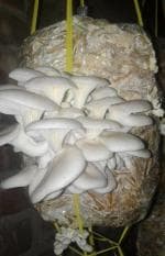 Corofitam Oyster Mushrooms Grow Kit Spawn with 4 PP Bags (4 Kgs)