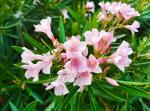 ONLINE PLANT BAZAR PINK OLEANDER FLOWER PLANT(PACK OF-1)
