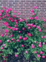 Platone Rose PlantGulab PlantPink Rose Plant Rosa Multiflora Perennial Fragrant