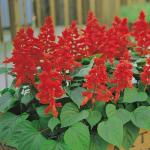 Flora Seeds Salvia Flower Hybrid Seeds, Salvia Seeds For Home Gardening Winter