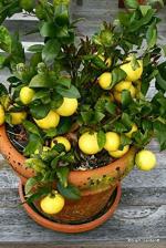 Dream mall Live Lemon Plant