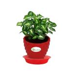 Going Greens Good Luck Air Purifying Syngonium Mini Pixie Plant with Red Fibre Pot