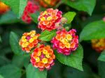 Earth Angels Lantana PlantLotano PlantLantana flower plant [La2]