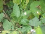 Plantzoin Sal leaved desmodium Shalparni Pleurolobus gangeticus Shalaparni Live Plant