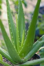 Platone Aloe Vera Plantelobera PlantALV-BPC05-10MAR-CB93