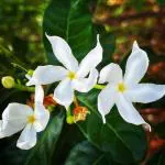 Cloud Farm Hybrid Night Blooming Jasmine Plant - 200 mm CF51515151511