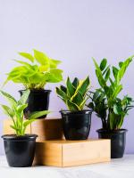 Nurturing Green Combo of 4 Desk Plants for Indoor Home & Office in Black Fiber Pots