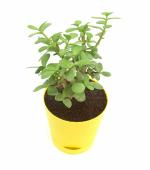 India Gardening Original Jade Plant (Mini) with Self Watering Pot | Good Luck Plant