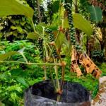 Cloud Farm Hybrid Black Pepper Plant - 200 mm CF11op