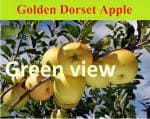 Green view Grafted Golden Dorset Apple Variety Apple Plant Apple ber plant Hybrid and you get fruit 6-7 month 1 Healthy Live Plant in nursery Grow bag