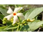PYANABI GARDEN Parijat Flower tree /Seuli Flower Plant harsingar ka podha/Parijatak Flower Medicinal plant PB054