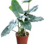 Ashokavanam Philodendron Burle Marx Plant