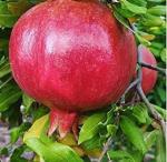 Cloud Farm Pomegranate Healthy Plant CF[00004]