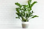ONLINE PLANT BAZAR ZZ Plant Air Purifier Indoor Plants For Home/ Office(PACK OF-1)
