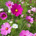PARYAVARAAN Cosmos Flower Seeds All Colours pack of 50 seeds