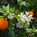Cloud Farm Nagpur Mandarin Orange All Time Variety Grafted Santra Fruit Healthy Plants & Tree(1-1.5 Ft Size) CF_270