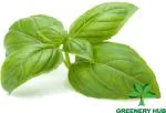 Greenery Hub Organic Basil Seeds (10 Per Packet)