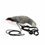 Taiyo Pluss Discovery Bird Leash Adjustable Soft Anti-Bite Harness Leash For Grey Parrot