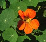 Plantzoin Nasturtium Indian cress Tropaeolum majus Live Plant