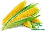 Greenery Hub Organic Corn Seeds (10 Per Packet)