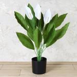 Elemntl Peace Lily Plant in Black Pot