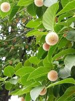 Corofitam Kadam PlantCodom PlantRudrakskamba Kaduavalatige Beautiful Burflower Tree Anthocephalus Cadamba Kadamba Neolamarckia cadamba Living Plant